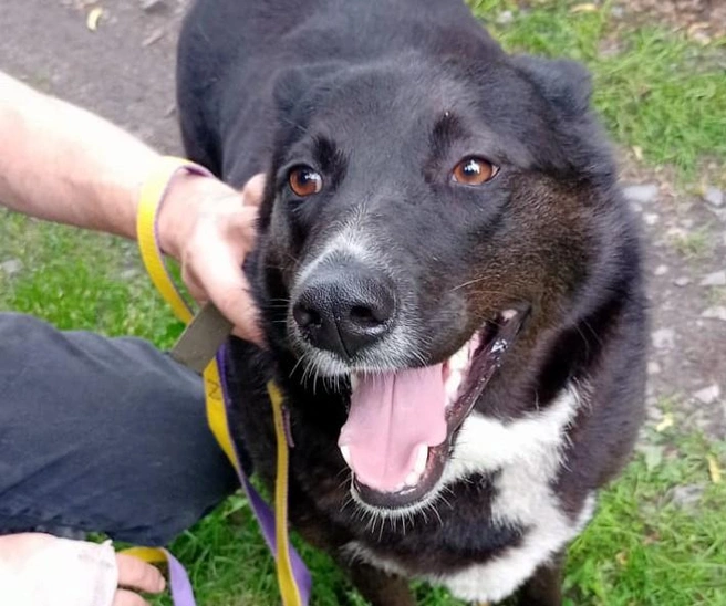 Собаке по кличке Герань тоже еще ищут дом | Источник: предоставила Светлана