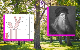 Леонардо, ты не прав: как 500 лет спустя опровергли «правило деревьев» да Винчи