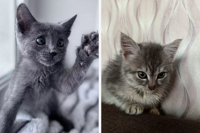 Top 10 Funny Cats Available for Adoption in Omsk