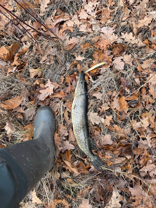Крупненькая! | Источник: Илья Сухих / t.me