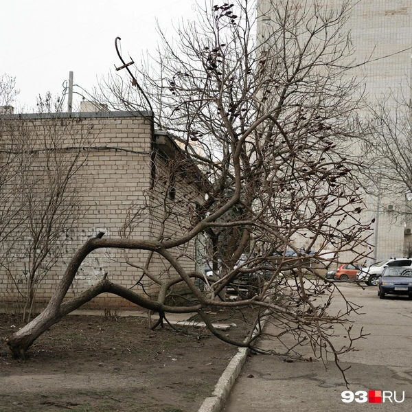 Поваленное дерево в одном из дворов | Источник: Дарья Паращенко / 93.RU