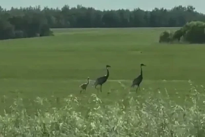 Даурские журавли с птенцом на прогулке попали на видео
