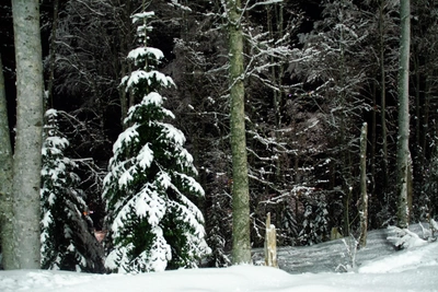 МЧС предупредило о сильном снегопаде в горах Сочи