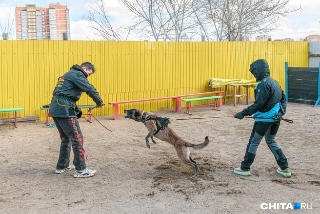 Тренер провоцирует животное, но делает это корректно | Источник: Олег Фёдоров / CHITA.RU