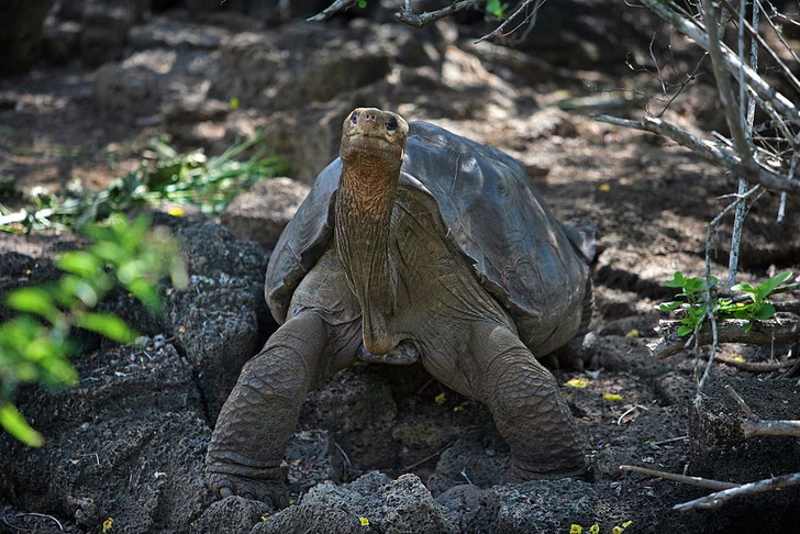 На Галапагосе нашли потомков исчезнувших черепах