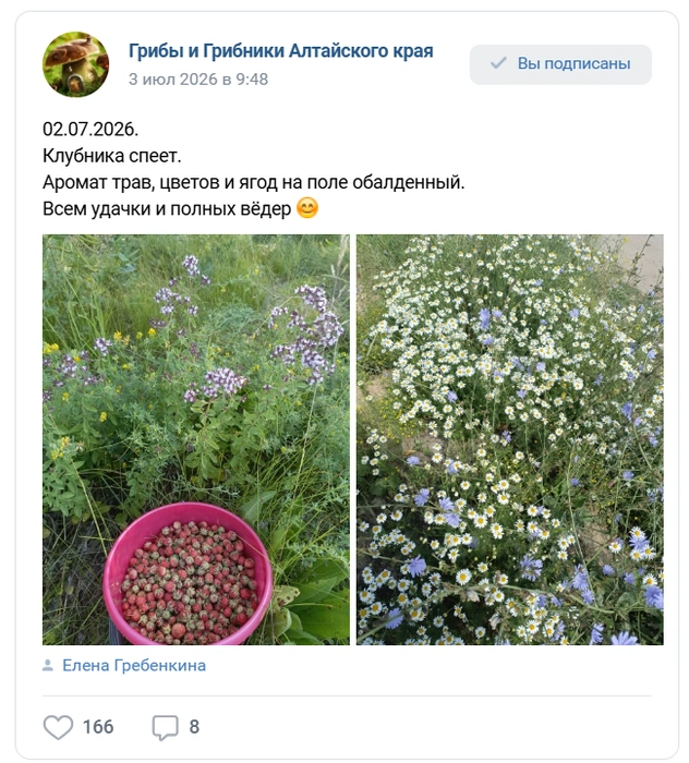 Вместе с ягодами в лесах цветут ароматные травы | Источник: «Грибы и грибники Алтайского края», Елена Гребенкина