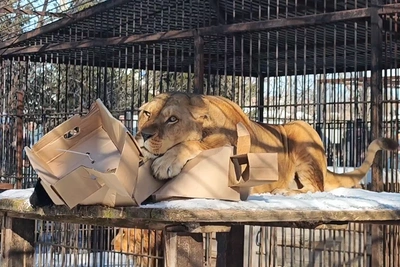 Хищники барнаульского зоопарка съели чучело Масленицы