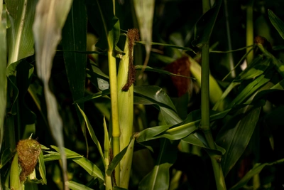 НИИ кукурузы приобретает кастратор за 20,8 млн