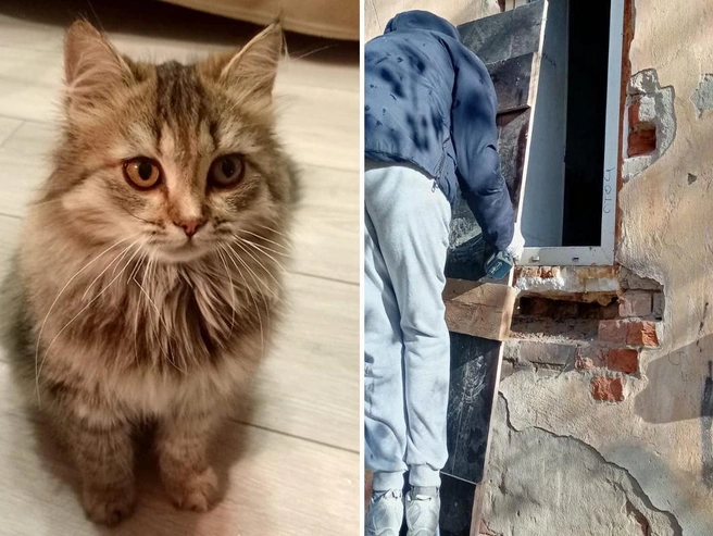 Кошка Пушиля ждет новых хозяев | Источник: Предоставила Светлана