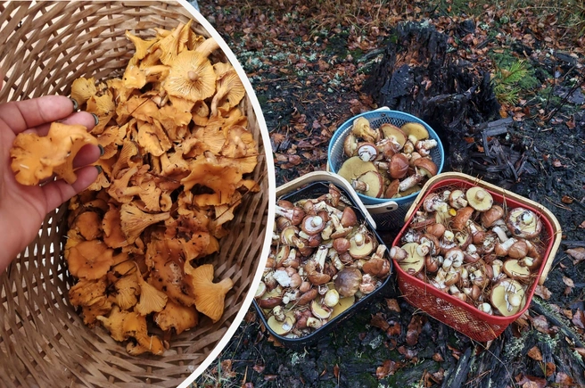 Рассказываем, какие грибы можно найти в Московской области в ноябре | Источник: Елена Соколова / Василий Попов / Грибы в Подмосковье 2025 / VK.com