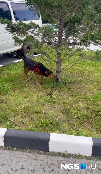 Пес лаял на всех и пытался сбежать туда, куда ему вздумается | Источник: Настасья Медведева / NGS.RU