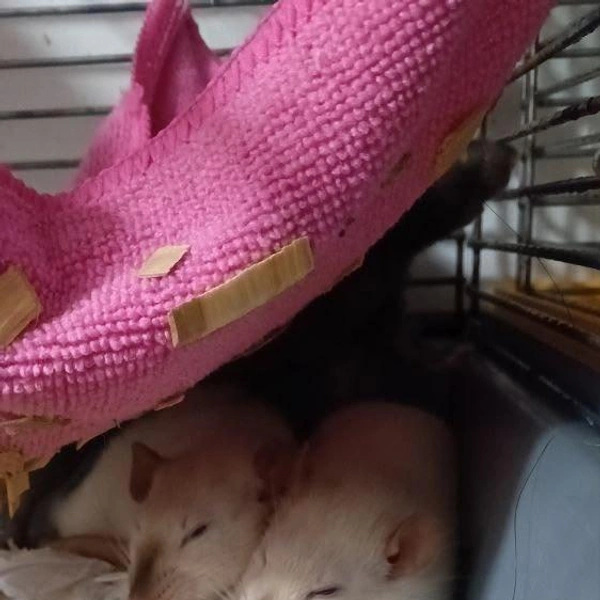 Источник: Удельный парк