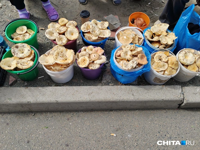 Сколько же времени ушло на то, чтобы собрать эти грибы?  | Источник: Дарья Кливенкова / CHITA.RU