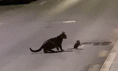 Уличный кот напал на ниндзя-крысу, но не смог одолеть противника (видео)