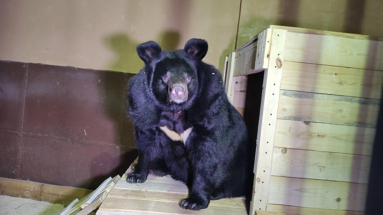 Гималайская медведица Пуша прибыла в воронежский зоопарк