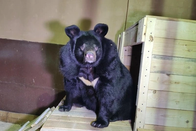 Гималайская медведица Пуша прибыла в воронежский зоопарк