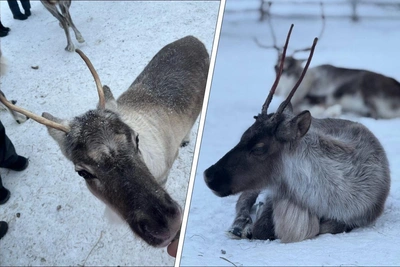 Where to Feed Reindeer by Hand in Arkhangelsk
