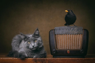 Источник: International Pet Photography Awards