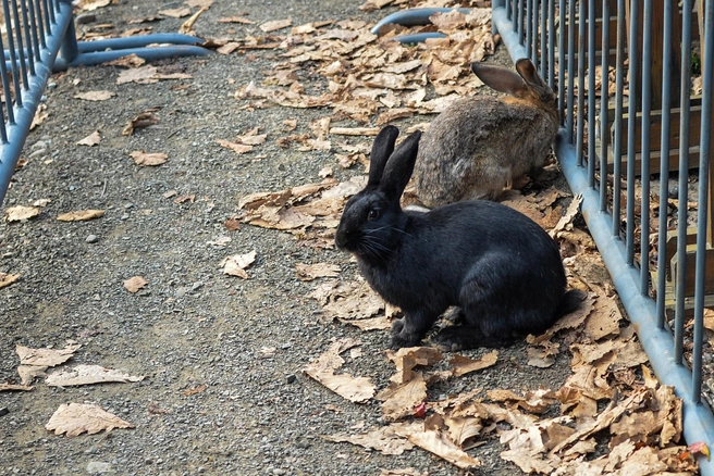 В этот день охотники гуляли по порошам, добывая именинного зайца | Источник: Елена Буйвол / VLADIVOSTOK1.RU