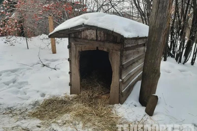 Ротвейлер по команде напал на полицейских в Амурской области