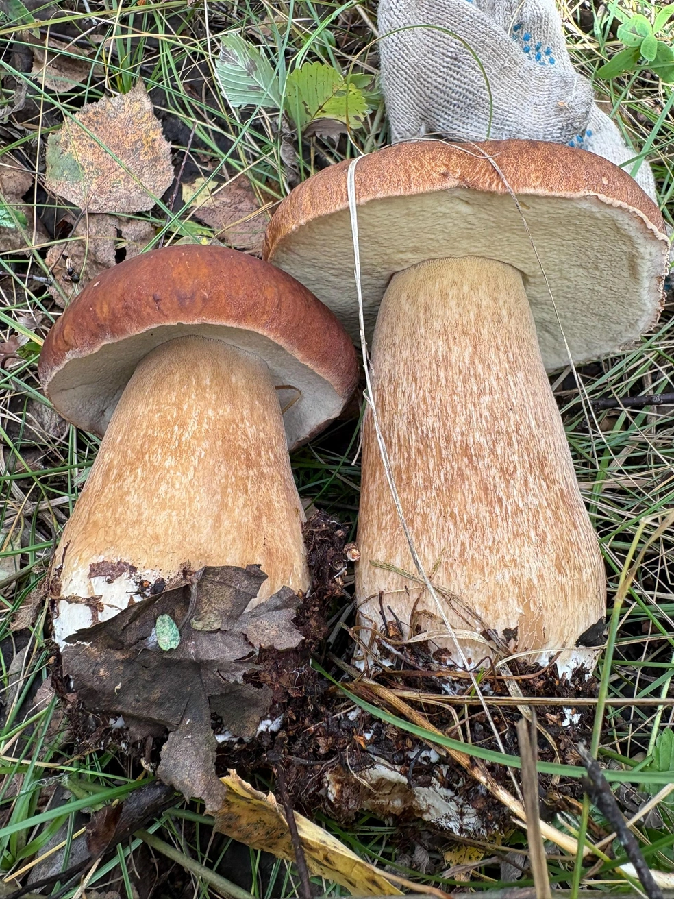 Это тоже Аргаяшский район | Источник: Грибы Челябинской области / Vk.com