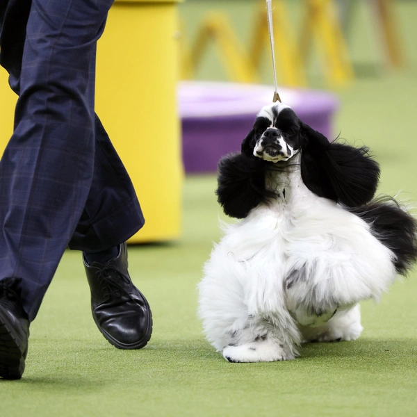 Источник: Sarah Stier/Getty Images for Westminster Kennel Club