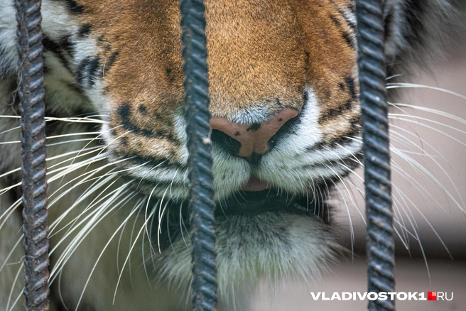 Конфликтного тигра нужно срочно изъять из дикой природы | Источник: Елена Буйвол / VLADIVOSTOK1.RU