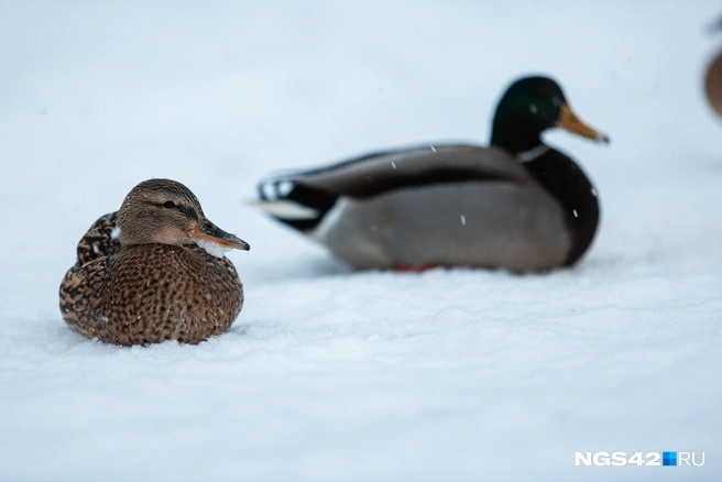 Из-за того, что река начала затягиваться льдом, утки ютились на снегу | Источник: Максим Серков / NGS42.RU