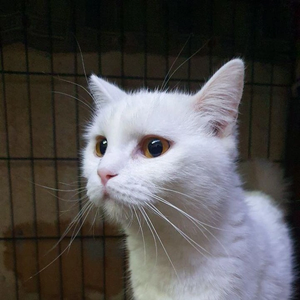 Источник: Елена Гасанова