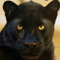 Аватарка Pantera007