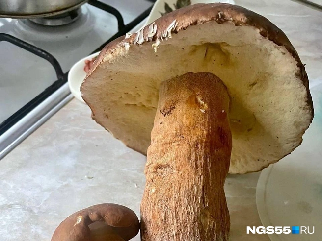 Белый гриб считается одним из самых вкусных | Источник: Читатель NGS55.RU