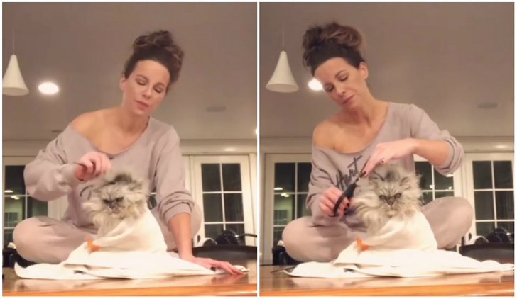 Видео с супертерпеливым котом Кейт Бекинсейл стало вирусным в «Твиттере»