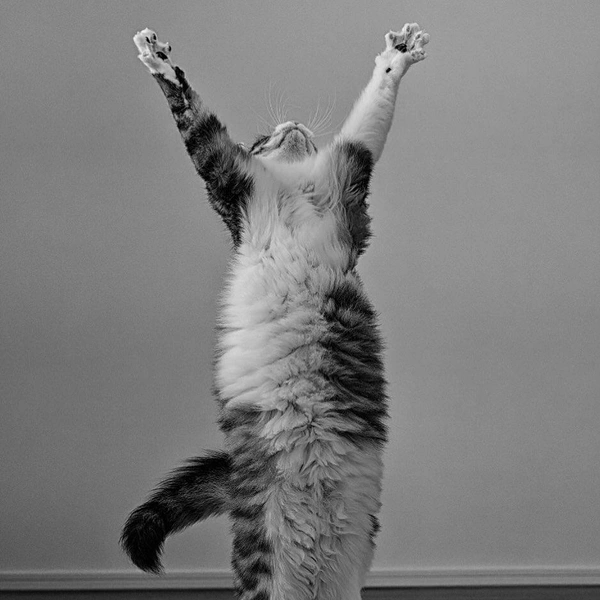 «Ветеринар отменил прием!» | Источник: Kazutoshi Ono / Comedy Pet Photography Awards