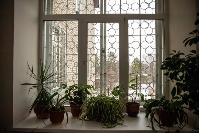 Какие комнатные растения очищают воздух и не требуют ухода | Источник: Александр Ощепков / NGS.RU