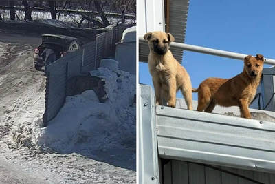 Мужчина выбросил щенков через забор в Новосибирске