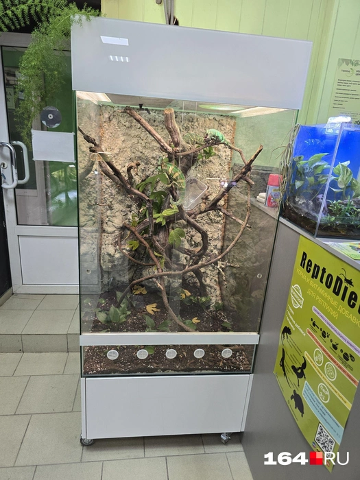 Где-то рядом делают террариумы, даже такие большие | Источник: Семен Коротов-Майбах / 164.RU