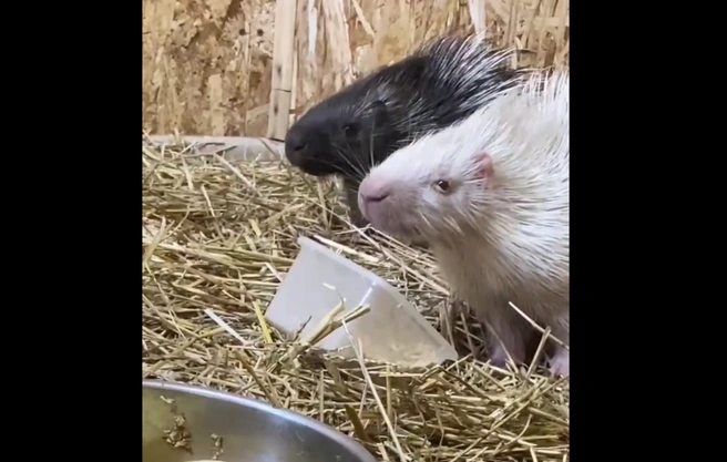 Альбиносам трудно выжить в дикой природе, | Источник: «Сибирский зоопарк» / Telegram