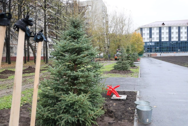 Елки высажены с левой стороны от школы, если стоять к ней спиной  | Источник: Администрация города Тюмени 