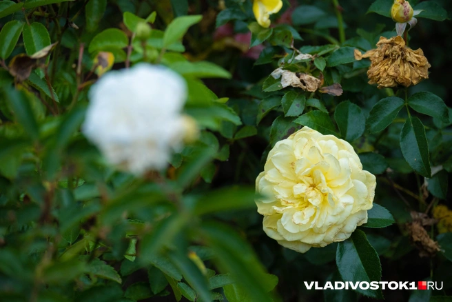 Источник: Елена Буйвол / VLADIVOSTOK1.RU