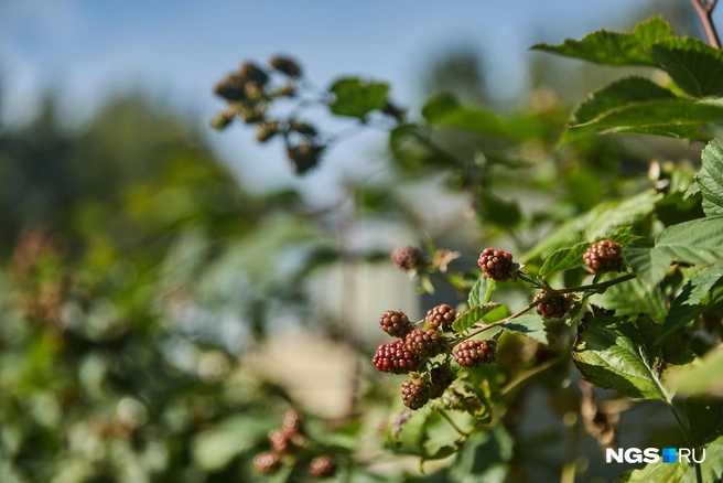 Все плети под зиму вырезают только у ремонтантных сортов | Источник: Александр Ощепков / NGS.RU