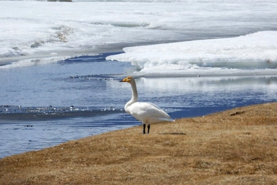 В Сохондинском заповеднике замечены первые журавли