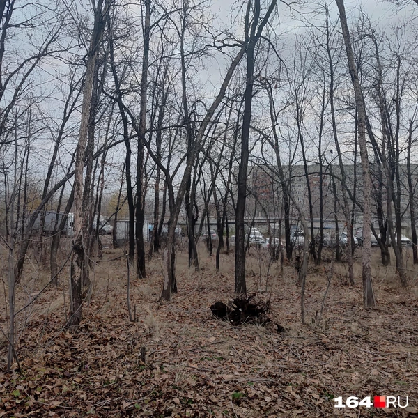 Источник: Сергей Гендин / 164.RU