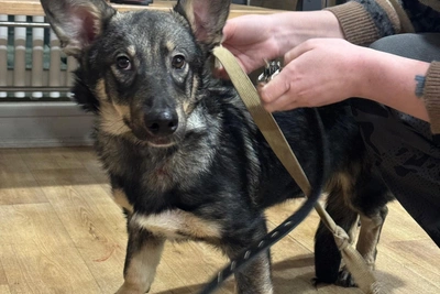 Щенка с переломом и скотчем на пасти принесли в приют