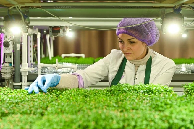 Продукцию сити-фермы HydroPony хорошо знают в Екатеринбурге поклонники здорового питания | Источник: Максим Воробьев