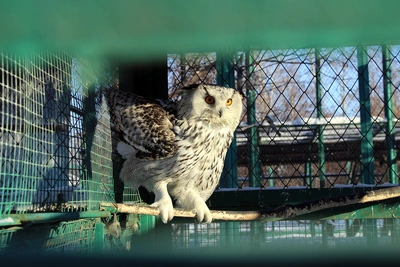 В Омском зоопарке билеты подорожают на 50 рублей