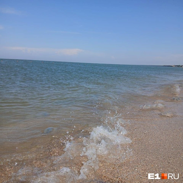 Удивляется огромному количеству медуз в Азовском море | Источник: читательница Екатерина