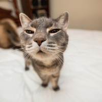 Аватарка AnikaMe