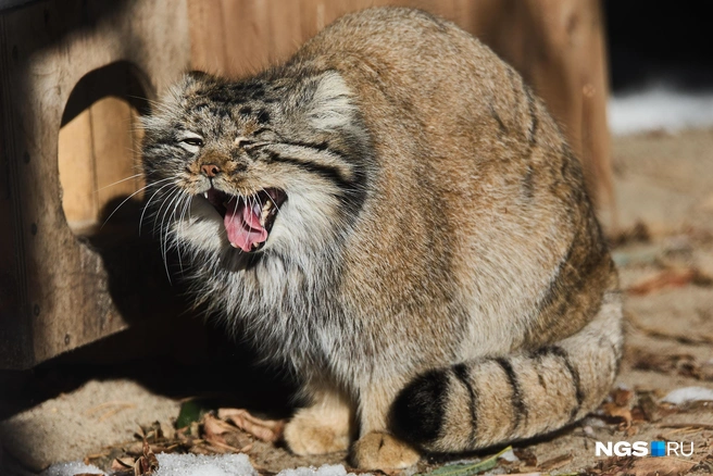 Осенью манулы стараются поменьше двигаться | Источник: Александр Ощепков / NGS.RU