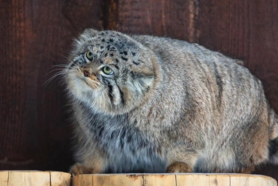Манул Борис перешел в зимний режим экономии энергии