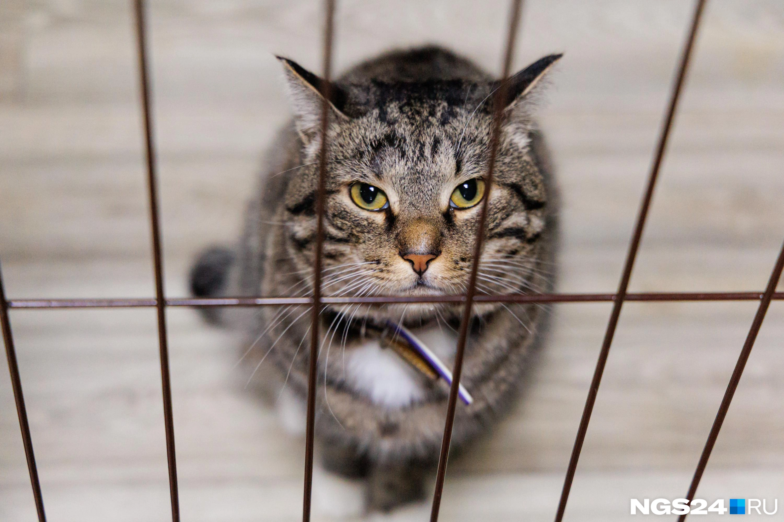 Кот очень недоволен, правда, непонятно чем
